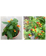 Live Plants Candy Corn Vine Manettia Bicolor Orange and Yellow Flowers  - $50.99