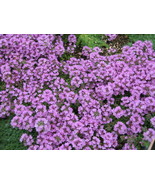 Purple Creeping Thyme Seeds 1000+ Herb Groundcover Perennial  - £4.48 GBP