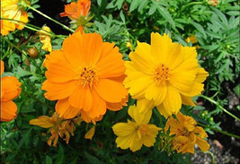 Cosmos Flower Seeds Y/O Mix Colorful Gardening Beautiful USA SHIPPING - £17.71 GBP