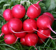 Radish Cherry Belle White Inside Early Variety 23 Days 180 Seeds Garden USA - £3.49 GBP