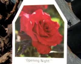 Opening Night Hybrid Tea Large Rich Red Bloom Rose 2 Gal Bush Plants Plant Roses - £34.80 GBP