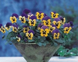 Pansy Nature Blue And Yellow 25 Pansy Seeds   - £16.38 GBP