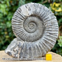 4.5&quot; Peltomorphites subtense Ammonite Fossil, Oxford Clay, Callovian, Jurassic, - £78.85 GBP