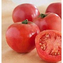 USA Seller Arkansas Traveler Tomato Seeds Fast Shipping - £9.78 GBP