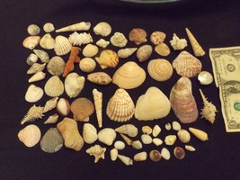 Assortment of Sea Shells – Approx. 70 small shells – Lot E - £35.96 GBP