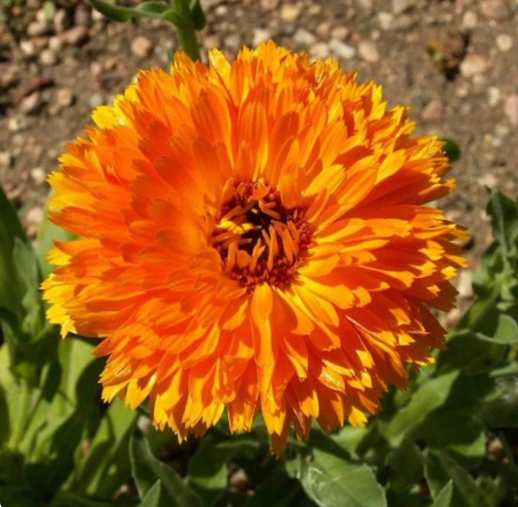 Balls Orange ( Calendula officinalis ) Flower Seeds - $11.04