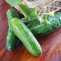 VC Marketmore 76 Cucumber 15 Seeds Heirloom Non Gmo Domestic Ping Easy Grow - $10.87