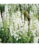 200+ White King Delphinium Seeds | Easy-Grow Perennial Flower Garden Seeds - $23.13 CAD