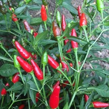 USA Seller 100 Thai Pepper Garden Bird Seeds Free Shipping - $16.65