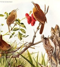Wrens And Creeper 1936 Bird Lithograph Color Plate Print DWU12C - $24.99