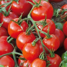 Large Red Cherry Tomato Seeds Salad Heirloom  - £5.28 GBP