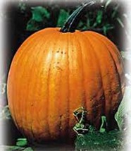 Pumpkin Seed, Jack O Lantern, Heirloom, Organic, Non Gmo, 100 Seeds, Pumpkins - £5.84 GBP