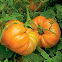 Fresh Garden Kellogg&#39;s Breakfast | Heirloom Tomato Seeds | Organic |  Large Beef - £7.58 GBP