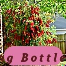 100+ Weeping Bottle Brush Seeds C Viminalis Fast Growing Red Flower Tree... - $78.70 MXN