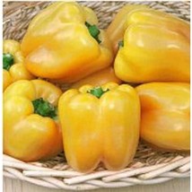 Golden Summer Sweet Peppers Seeds Gardening Easy Grow USA SHIPPING - $5.60