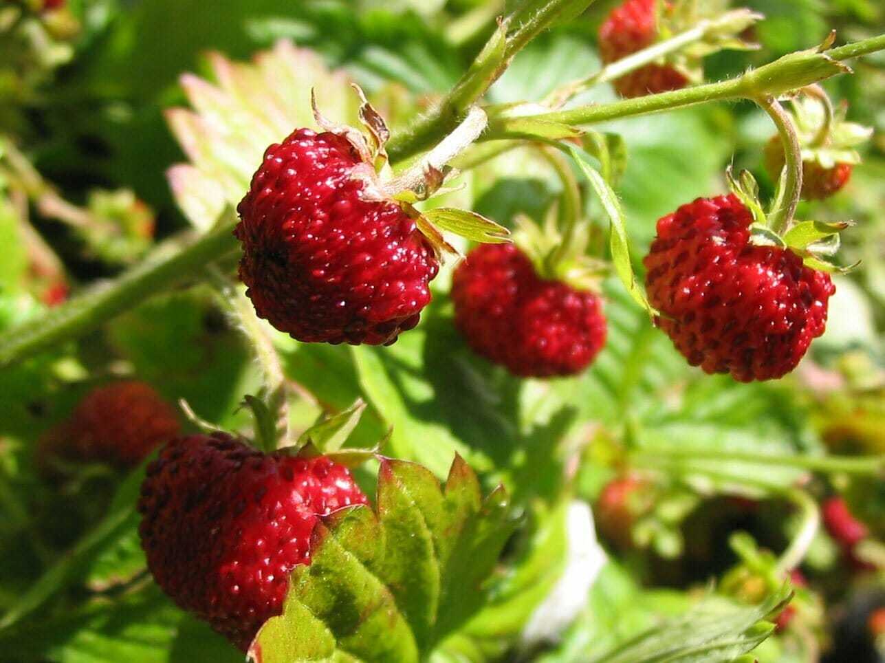 100 Seeds Alpine Strawberry Fragaria vesca Fast Growing Fresh Seeds - $5.98
