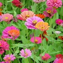 200 Mixed Colors Zinnia Pompon Zinnia Elegans Flower Seeds Fresh Seeds - £12.00 GBP