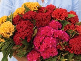 30 Celosia Chief Mix Seeds Garden USA Shipping - £6.99 GBP