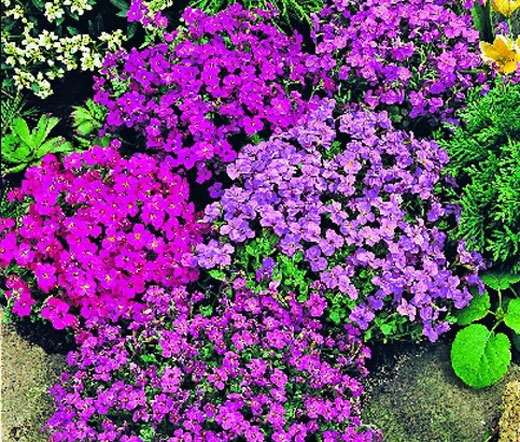 AUBRIETA ROCK CRESS ROYAL MIX Aubrieta Hybrida - 100 Seeds - $18.88