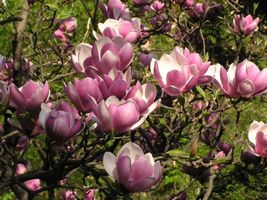 1 magnolia,soulangeana - £2.79 GBP