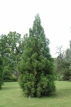 Cryptomeria Yoshino Japanese Cedar 6-14&quot; Quart Pot - Fast Growing Evergreen - $41.96