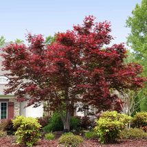 Bloodgood Japanese Maple gallon pot - $42.95