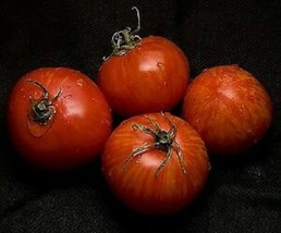 15 Pcs Red Zebra Tomato Seeds #MNHG - $14.50