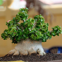 Dorset Horn Adenium Seeds 2Pcs Dwarf Desert Rose Tree Bonsai Interesting Garden  - $10.89