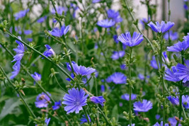 USA SELLER Chicory Seeds 200 Italian Dandelion Deer Plot Coffee Weed Blue Flower - £7.94 GBP