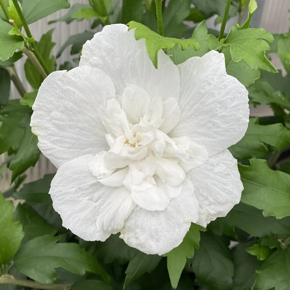 1 Live Plant Hibiscus White Rose for Garden - £50.83 GBP