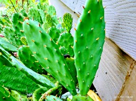 3 Large pads Eastern Prickly Pear Cactus plant 6 inch to 10 inch - £7.00 GBP+
