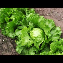 BStore Lettuce Seed Great Lakes 117 450 Seeds Cimarron Great Lakes Boston - £6.75 GBP
