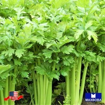 600 Tendercrisp Celery Seeds Non-Gmo Heirloom Gardening Fresh USA SELLER - £11.58 GBP