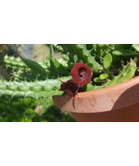 Red Dragon Succulent Rooted Live Plant Huernia Schneideriana 5 Tall In 4... - $313.74 MXN