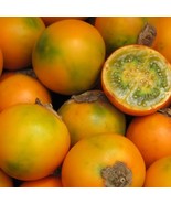 Lulo Orange Tree Solanum Quitoense Organic Tropical Superfruit Purple Bl... - $189.24 MXN
