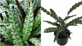 Live Plant Calathea lancifolia Rattlesnake Easy Houseplant Indoor 6&quot; Pot - £65.53 GBP