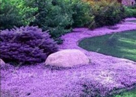 200 Seeds Creeping Thyme Seeds Rock Cress Plant Light Purple Flowers Gardening U - $8.82