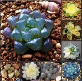 Fresh New Seeds Lot Of 50 Real Haworthia Cooperi Boulangerie Seeds Bonsa... - $23.84