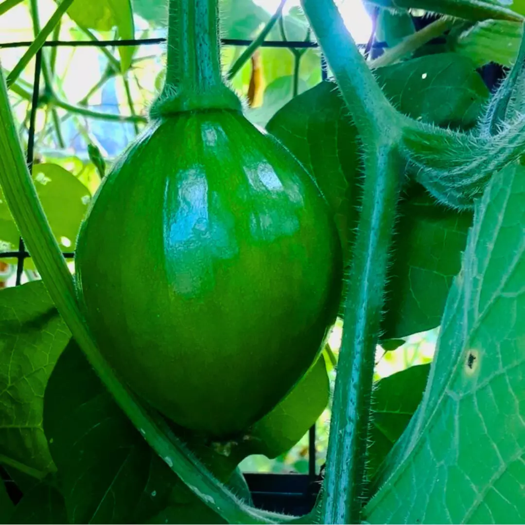 Fresh Korean Teot Bat Put Squash Seeds | Heirloom Non-GMO | Asian Vegeta... - $99.30 MXN