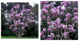Purple Magnolia Seeds LILY FLOWER TREE Fragrant Tulip 10 Seed - £25.79 GBP