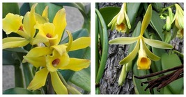 Vanilla planifolia -Vanilla Bean Orchid - Live STARTER Plant-Green Leaf Variety - £51.83 GBP