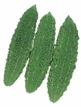 Bitter Gourd Futo Spindle Heirloom Non GMO Gardening Bulk Seeds - $192.59 MXN