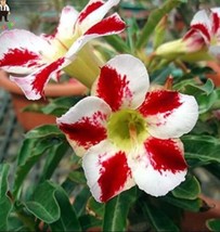 “ 1 PCS Desert Rose Seed - White &amp; Red Bi-Color Single Petals GIM ” - £8.94 GBP