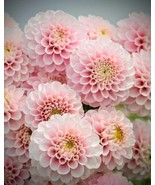SRN Dahlia s Pink Wizard Of Oz Dahlias 1 Large Tubers Pompon Ball Bulbs ... - $31.04