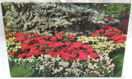 L.L. Cook Postcard Poinsettas Mitchell Park Milwaukee Wisconsin 82272 Ek... - £2.31 GBP