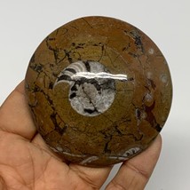 110.5g, 2.8&quot;x2.7&quot;x0.6&quot;, Goniatite (Button) Ammonite Polished Fossils, B30090 - £7.99 GBP