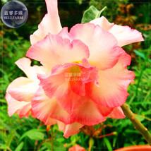 BELLFARM Orange Light Rose Pink Adenium Desert Rose Flower Seeds, 2 seeds, profe - £3.24 GBP