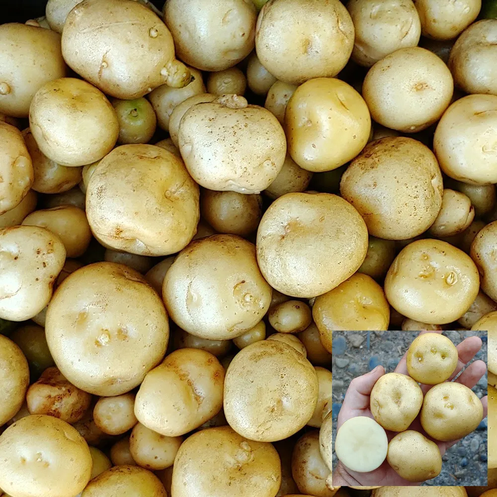 4 Peruvian Andean Potato Seeds - Twanoh  - £11.79 GBP