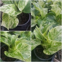 Marble Queen Pothos 6 Leaves in 4&quot; Pots Easy Tropical Indoors/Outdoors plants - £27.07 GBP