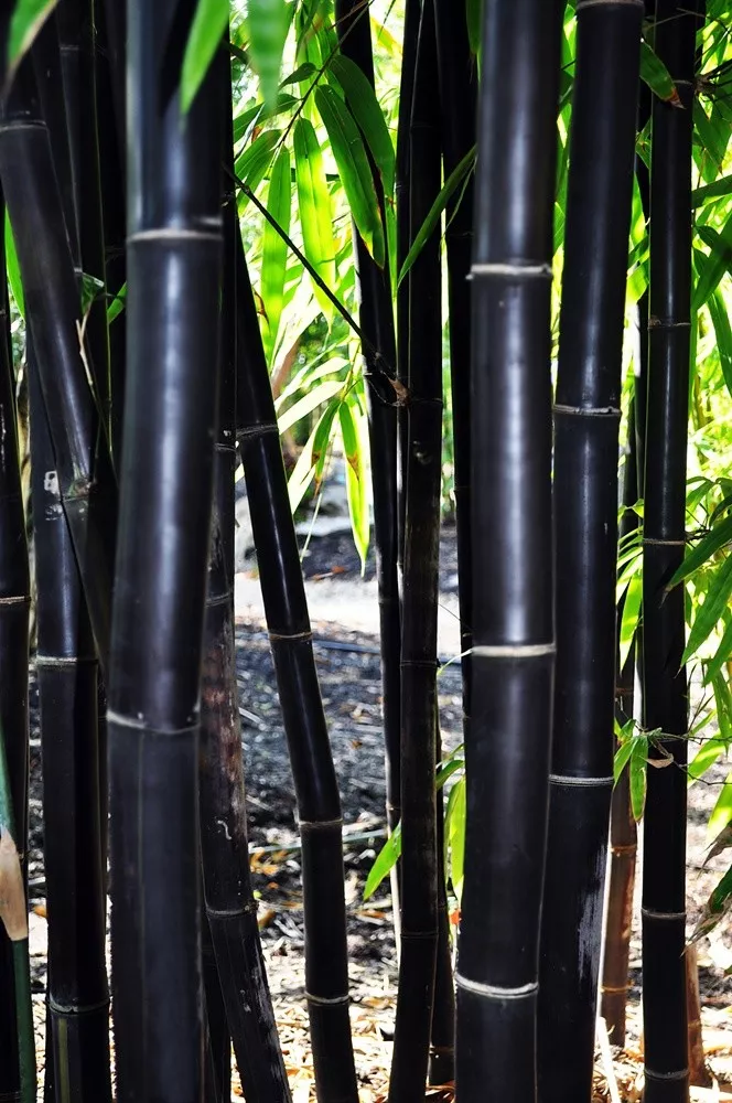 SYST 50 Seeds Timor Black Bamboo Heirloom Seed Catalog Home Garden  - $12.55